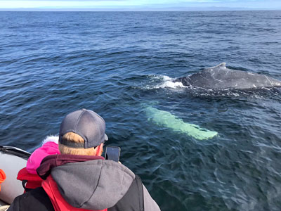 KEZA Nova Scotia Whale Watching Tours
